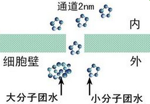 小分子團(tuán)水